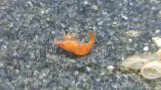 The unfortunate side effects of GH change on shrimp