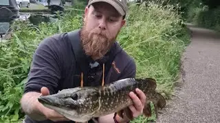 Summer pike on ultra light gear.