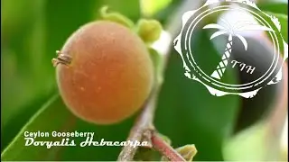 CeylonGooseberry: The Superfood You've Been Missing Out On