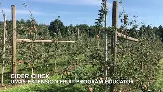 2020 Cider Fruit Maturity testing; Esopus Spitzenburg