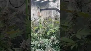 Rs11 x Banana OG 53. Bl&uuml;tetag #grow #frosty
