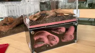 My colony of mystrium camillae ant