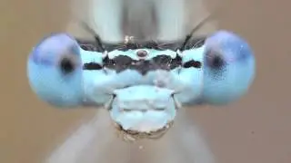 The damselfly Platycnemis pennipes washing itself