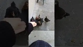 Galline gallina americana prendono cibo ( Briosce vegana ) #gallinas #hen #america #vegan
