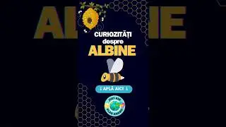 Sa invatam ceva despre albine &bull; #bee #learn #edu #honey #top #video #subscribe