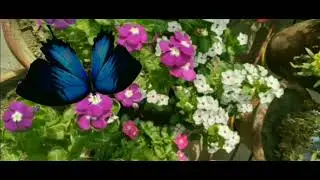 Animated FBX model of a butterfly.