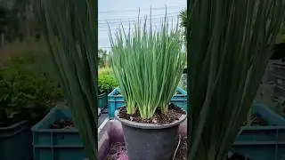 How to grow green onions in small pots for fat plants #shorts  #growingvegetablesathome#Chives