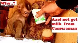 P38.(6:00AM)What happened problem with orphan Axel,Why Axel sad& down face not accept milk