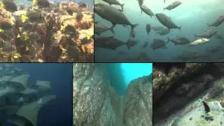 Manta Scuba Diving - Cabo San Lucas