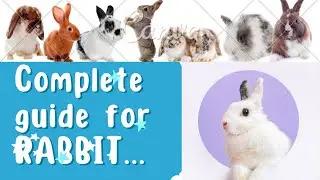 How to care for your pet rabbit/ Rabbit care/ Rabbit health/ Pet grooming/ Pet Rabbit/ Bunny Care
