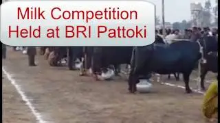 Milk Competition held at BRI Pattoki, Kasur