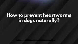 How to prevent heartworms in dogs naturally?