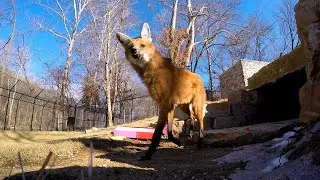 Watch now: Endangered Wolf Center in Eureka gives their maned wolfs a valentine