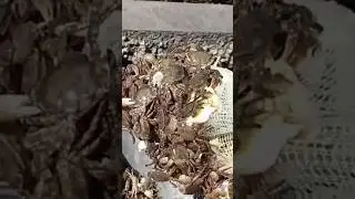 CATCHING Crabs Like a Pro! l Crab catching method #shorts #ytshorts #viral #trending #shortsfeed