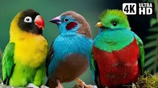 Magnificent Birds 🦜 Stunning Nature 🌿 Stress Relief 🌿 Relaxing Birds Sound 🌿 Soothing Birds Chirping