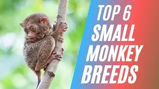 Top 6 Small Monkey Breeds that Stay Small
