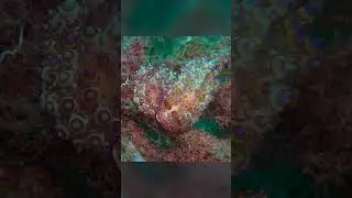 Janolus Flavoanulatus Mating Ritual | Amed | Bali | Indonesia | 2024