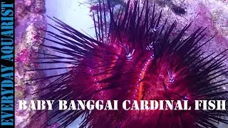 Banggai Cardinal Fish Fry Hosting Urchin