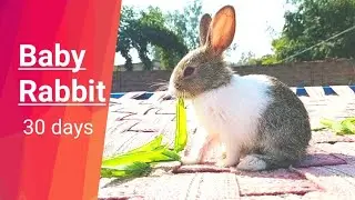 Rabbit  kya khate hai gharo me.   khargosh ko kya khilaye
