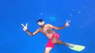 Swim with Dolphins La Gaulette Black River Mauritius 4k #mauritius #dolphin