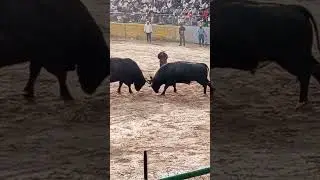 Jaguar VS negro Jack .🏆 Jaguar. #toros #arequipa #torosmx #mexico #espa&ntilde;a