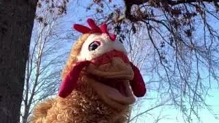 Your not a real chicken (puppets)