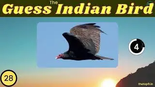 Can You Guess the Indian Bird? Test Your Knowledge of India's Avian Species!  #viral #viralvideo