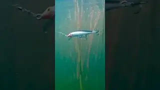 Rapala Floating Minnow