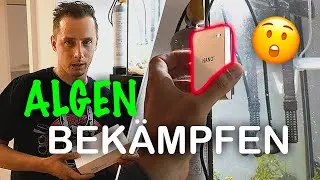 Wir bek&auml;mpfen unser Algen Problem im Aquarium! 🤭