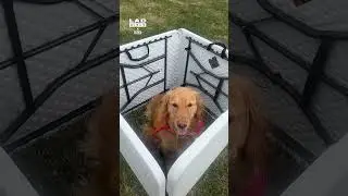 This little girl set up a 'petting zoo' but it was just her dog 🤣❤️ (🎥: Collab)