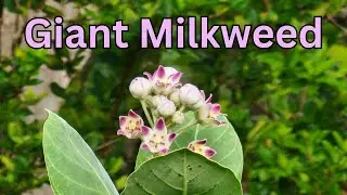 Giant milkweed - Zone 9a Texas Gulf Coast - a staple for #monarch #caterpillars