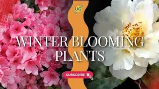 Best 3 Winter Flowering Plants For Your Home🌷