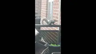 Squirrel jumps off again high raise building HENRY VIVEL