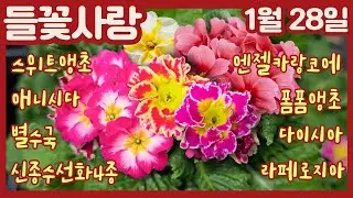 🌸들꽃사랑 1월28일 #스위트앵초 #애니시다 #별수국 #엔젤카랑코에 #코랄벨 #폼폼앵초 #신종수선화4종 #라페로지아 #다이시아 #가자니아 #향기수선화 #슈퍼벨 #gardening