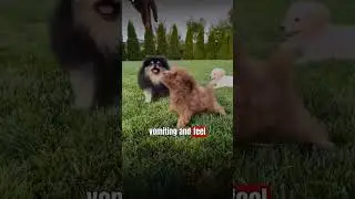 The Science Behind Why Dogs Eat Grass and Throw Up 🧐  #shorts