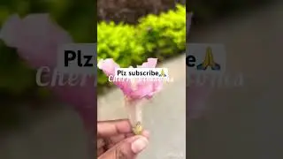 TECHPARK Flower Hunt. Finding the rarest varieties #flowers #techpark #champa #cherryblossomseason