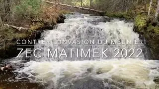 Actions pour contrer l'invasion du meunier dans la zec Matimek 2022