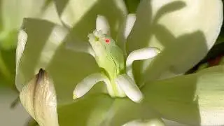 Agavaceae