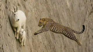 T&ouml;richter Leopard zahlte teuer f&uuml;r seinen Angriff auf die Bergziege und ihr Junges.