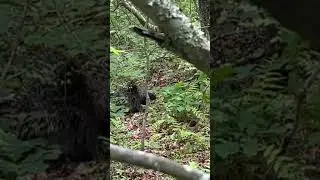 Porcupine in Delaware State Forest