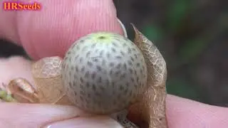 ⟹ Shoo Fly Plant | Nicandra physalodes | Invasive Species