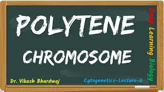 CytoGenetics- Lecture 6- Giant Chromosomes- Polytene Chromosomes