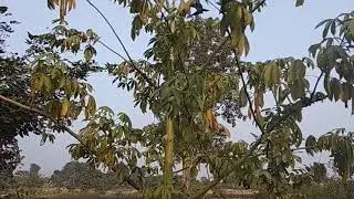 GREEN SEMAL TREE