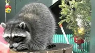 Critter Care Raccoon Rehab