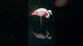 ✨RAW vs Edit📸✨ #shorts #animal #preset #before #after #lightroom #photoediting #flamingo #edit #zoo