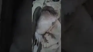 #bbybird pinainom ko ulit nang milk phinga ulit