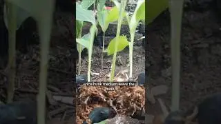 Полное руководство по выращиванию куркумы