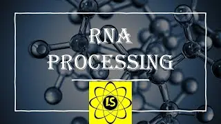 RNA Processing