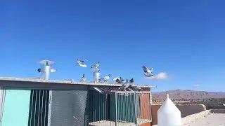 إنتضار دخول الحمام🕊🕊 من أخر تدريب 62 كلم . تدريب لم يكن بالسهل الله يسخر إن شاءالله 🤲🤲