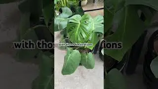 10 easy beginner plants! #plants #easyplants #pothos